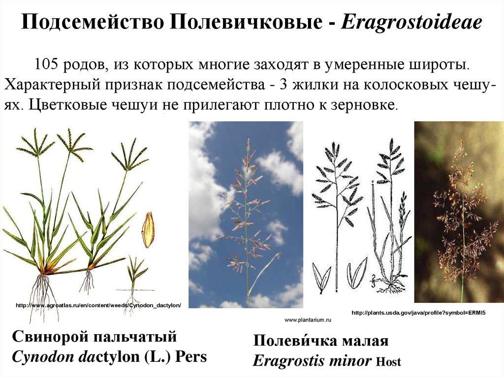 Систематика семенных растений