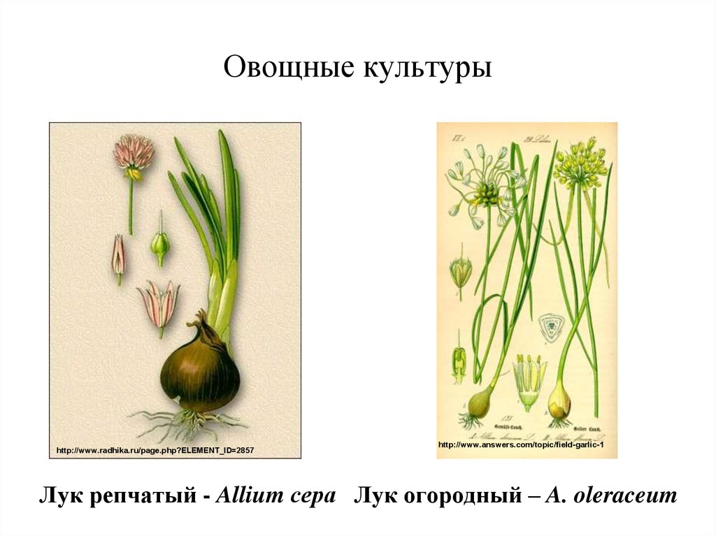 Овощные культуры семейства луковые