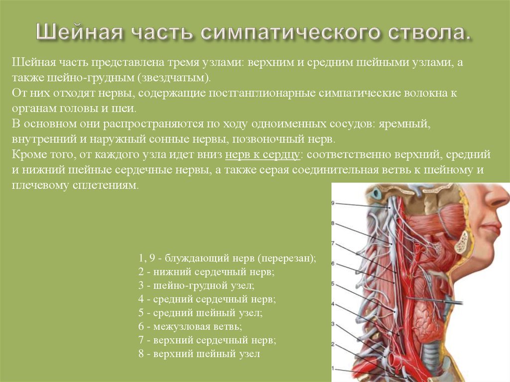 Неприятный нерв. Верхний шейный узел симпатического ствола. Топография шейного отдела симпатического ствола. Симпатический ствол анатомия. Шейный отдел симпатического ствола: узлы , ветви , области иннервации.