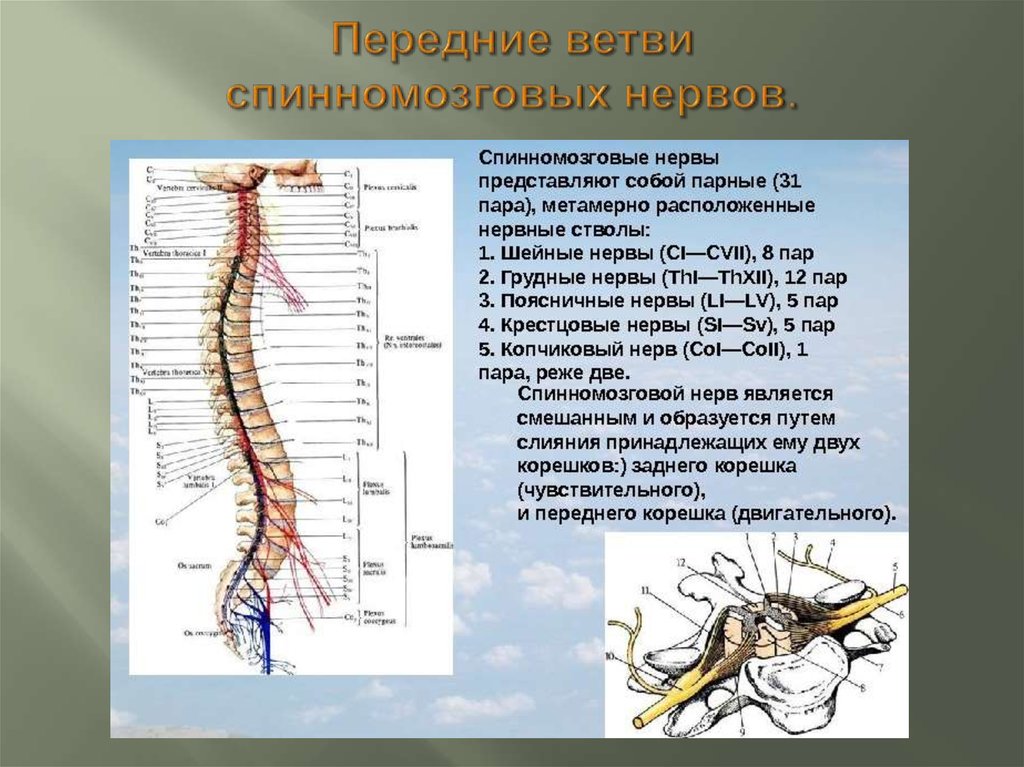 Перерезки спинного мозга. Ветви спинного мозга схема. Ветви спинномозговых нервов функции. Сплетения спинномозговых нервов схема. Передние ветви спинномозговых нервов с1 и с2.