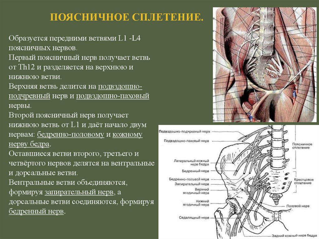 Область иннервации поясничного сплетения. Ветви поясничного и крестцового сплетения. Пояснично-крестцовое сплетение анатомия. Мышечные ветви поясничного сплетения. Топография ветвей поясничного сплетения.