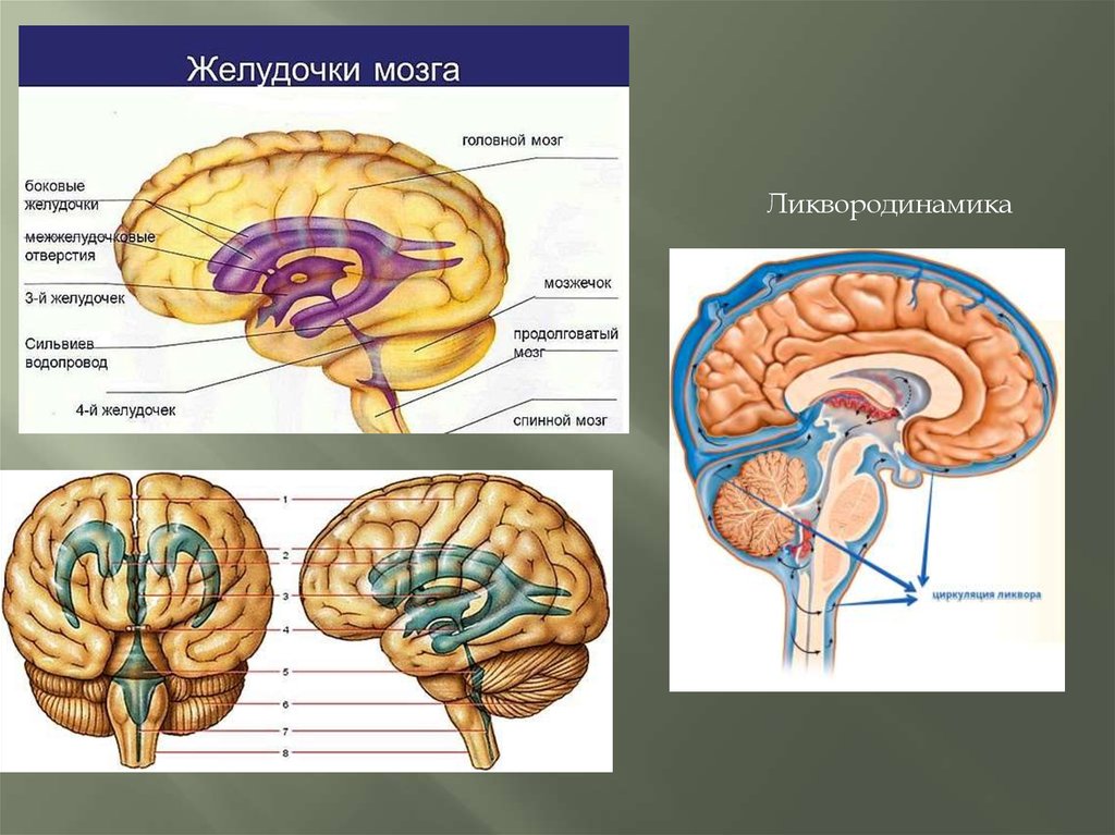 Ликворные изменения мозга. Система желудочков головного мозга. Ликвородинамика головного мозга анатомия. Желудочки мозга ликвородинамика. Головной мозг СИЛЬВИЕВ водопровод.