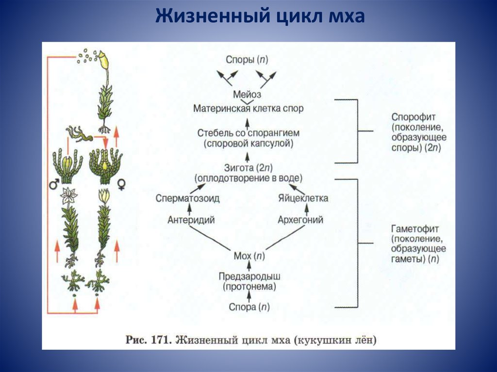 При делении жизненного цикла овощных растений. Кукушкин лен жизненный цикл схема. Жизненный цикл мха Кукушкин лен схема. Цикл развития мха Кукушкин лен схема. Цикл развития Кукушкина льна схема.