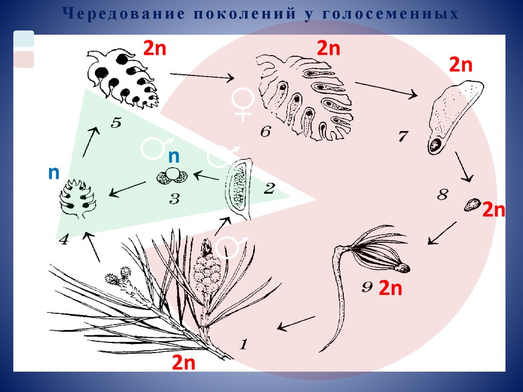 Листья хромосомный набор. Жизненный цикл голосеменных растений схема. Цикл голосеменных растений схема. Жизненный цикл голосеменных растений ЕГЭ. Схема жизненного цикла голосеменных растений схема жизненного цикла.