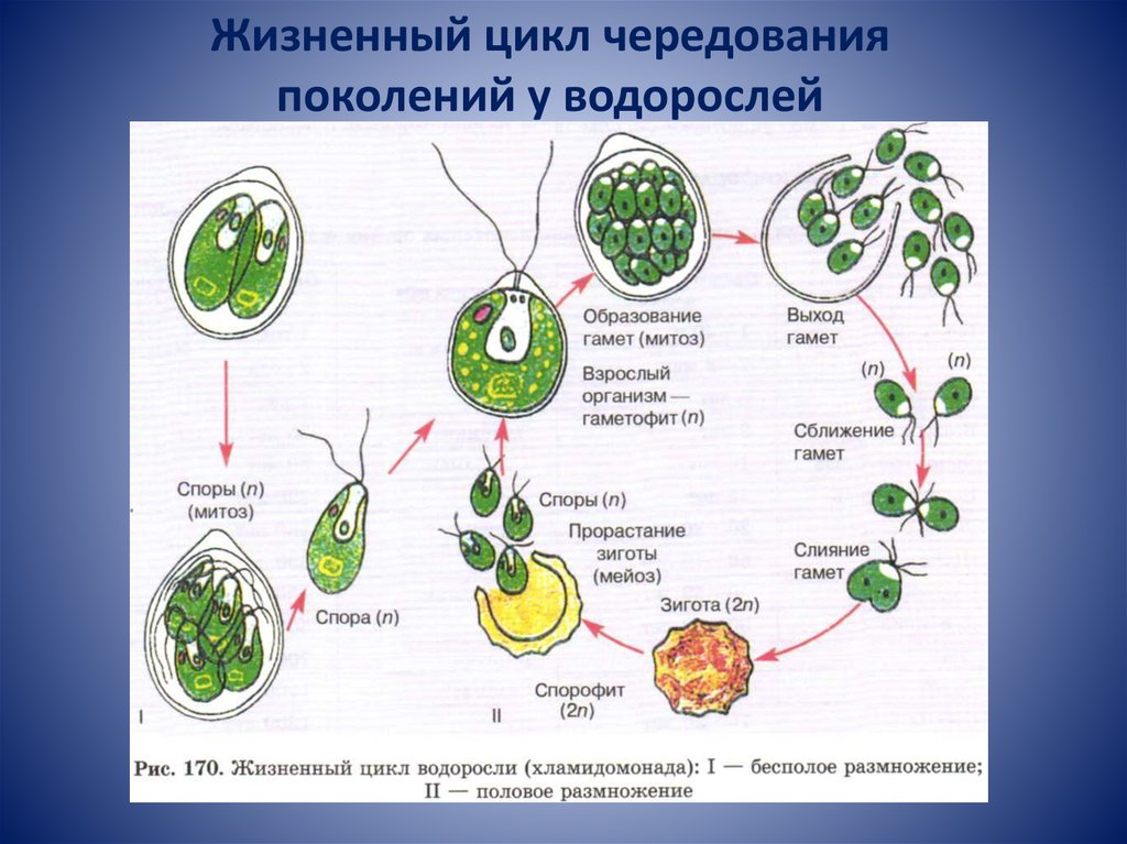 Гаметофит и спорофит хламидомонады. Жизненный цикл зеленых водорослей схема ЕГЭ. Цикл развития водорослей схема. Спорофит у водорослей это размножение. Размножение водорослей гаметофит.