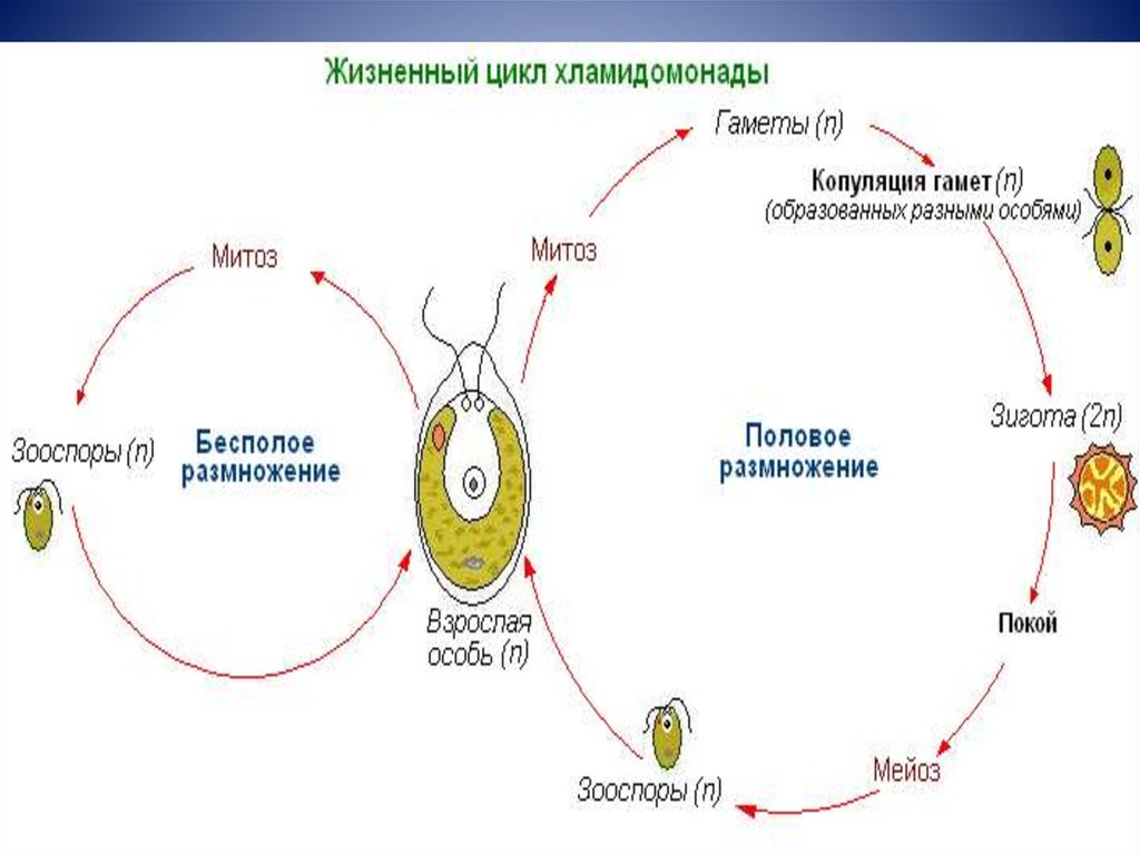 Каким номером на рисунке обозначена стадия жизненного цикла чье строение наиболее сходно с рыбами