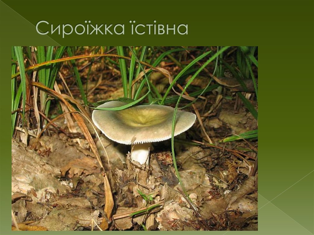 Сироїжка їстівна