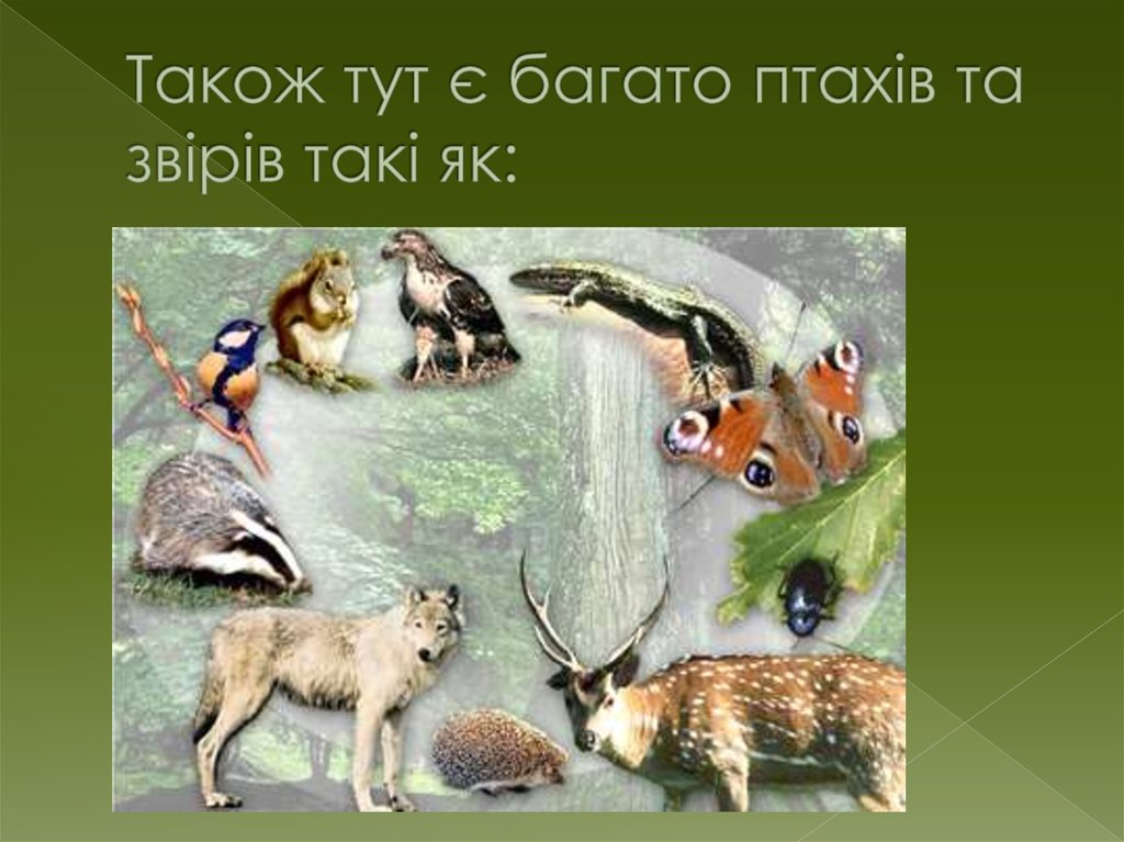 Також тут є багато птахів та звірів такі як: