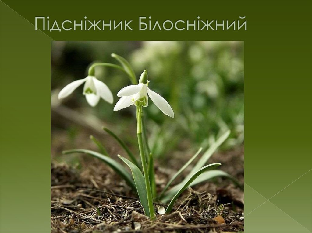 Підсніжник Білосніжний