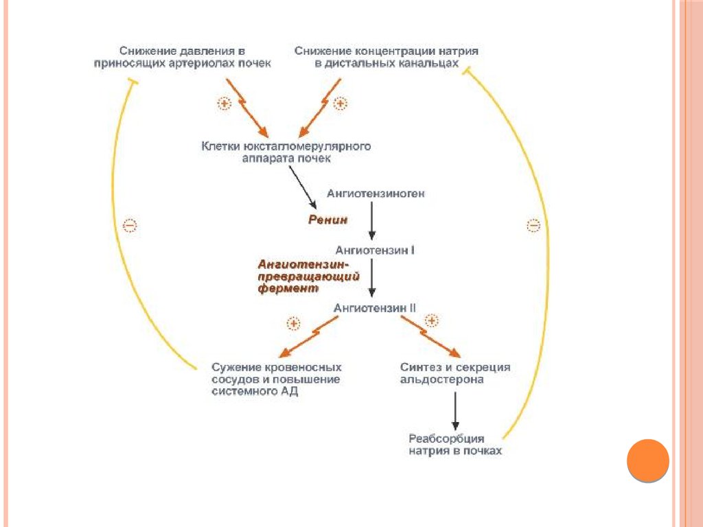 Концентрация клеток. Регуляция артериального давления почками схема. Ренин-ангиотензиновая система влияние на почки. Схема активации РААС системы. Схема активация рининаангиотензима.