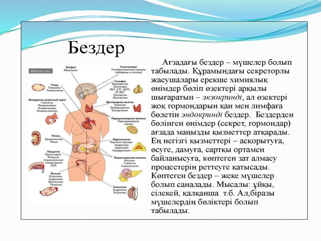 Ішкі секреция бездері аурулары презентация