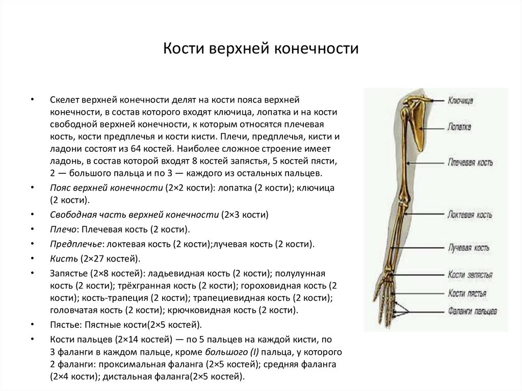 Какой отдел скелета образует кости. Строение пояса верхних конечностей анатомия. Верхние конечности отдела отдела скелета. Строение и соединение костей свободной верхней конечности. Строение скелета верхней конечности человека анатомия.