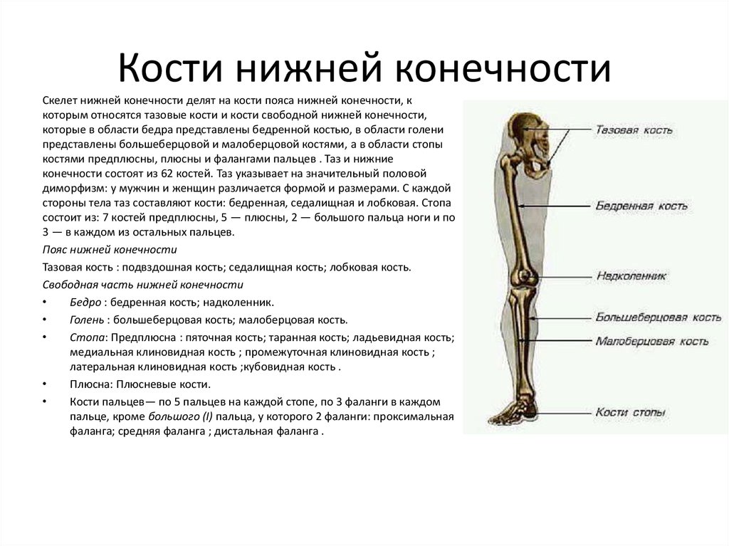 Нижние конечности являются. .Кости нижней конечности. Соединения костей нижней конечности. Пояс нижних конечностей человека. Скелет нижних конечностей. Кости рижней конечно ти.