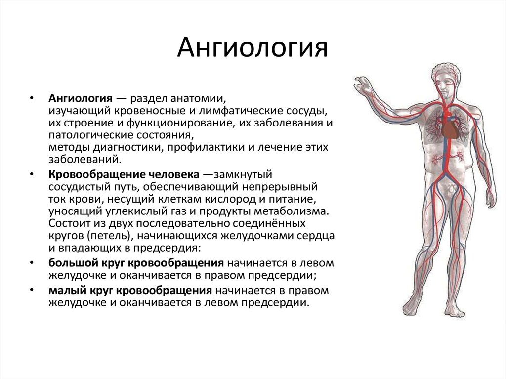 Анатомия это простыми словами