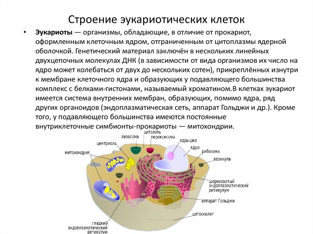 Эукариотическим организмам относят