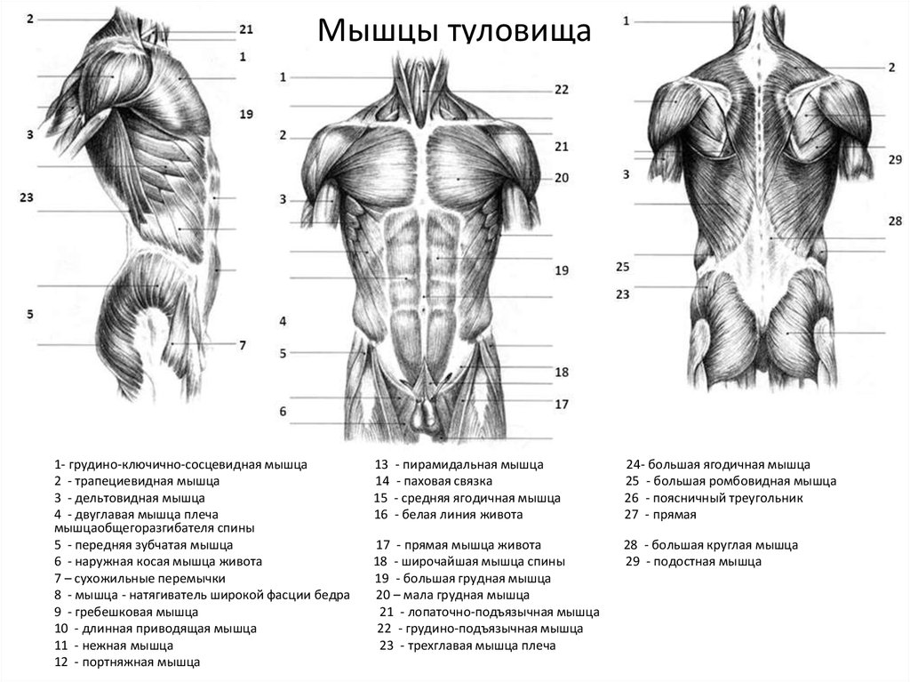 Мышцы три. Поверхностные мышцы туловища человека спереди. Мышцы туловища анатомия вид сзади. Мышцы человека спина сзади. Мышцы торса человека анатомия.