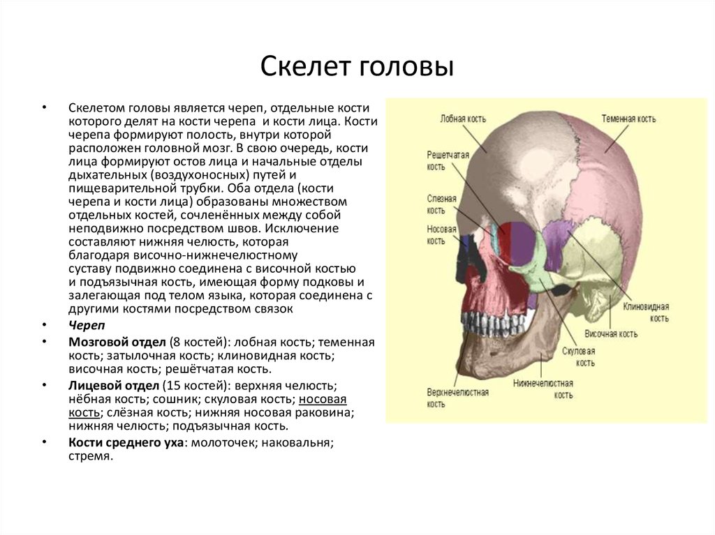 Скелет головы функции. Воздухоносная кость мозгового черепа:. Кости черепа функции. Скелет головы мозговой отдел. Охарактеризовать скелет головы.