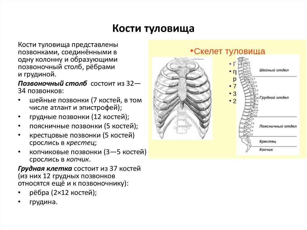 Скелет туловища образован. Кости образующие скелет туловища. Соединение костей образующих скелет туловища. Скелет туловища.Позвоночный столб строение функции. Скелет туловища строение и функции.