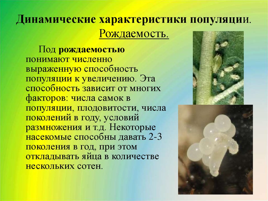 Экологическая характеристика популяции презентация 11 класс