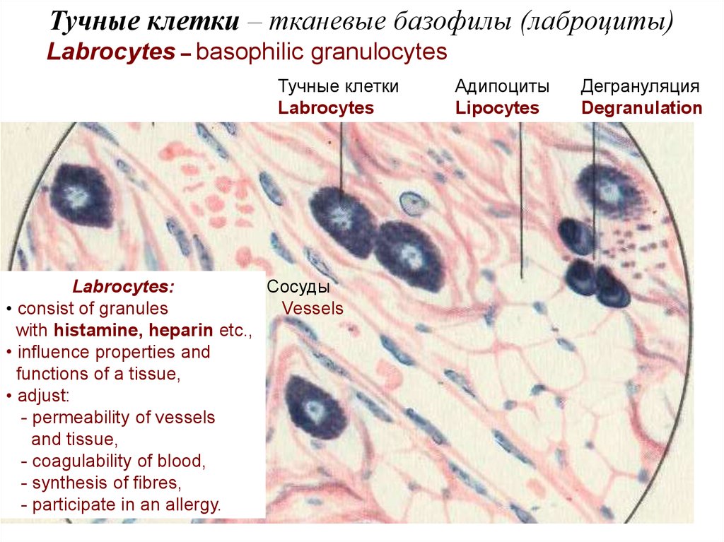 Тканевые базофилы. Тканевые базофилы в соединительной ткани. Тканевые базофилы строение. Лаброциты в соединительной ткани. Тучные клетки гистология функции.