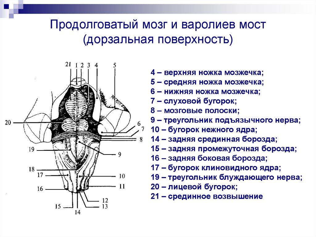 Средние ножки мозжечка
