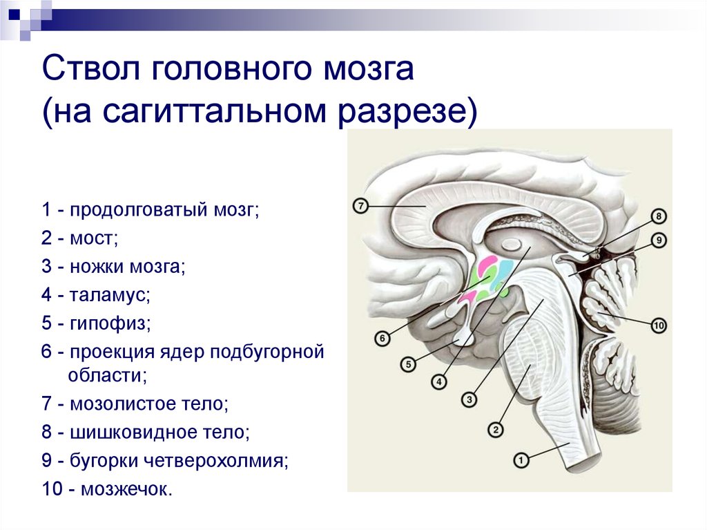 Правильная последовательность расположения отделов ствола головного мозга. Отделы ствола мозга анатомия. Структуры ствола мозга анатомия. Строение головного мозга ствола мозга. Строение ствола головного мозга человека анатомия.