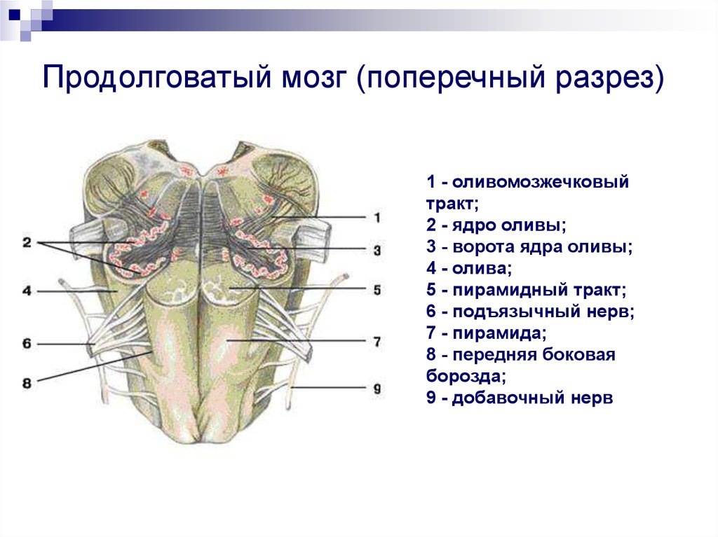 Продолговатый мозг картинка с подписями