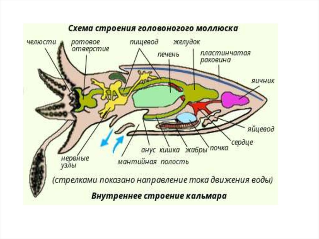 Схема строения легочного моллюска