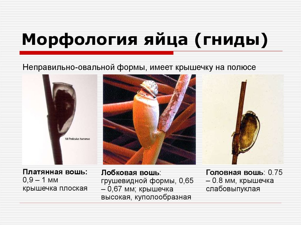 Морфология яйца. Морфологический анализ яиц. Головная гнида яйцо крышечка. Морфология яиц прибор измерения.