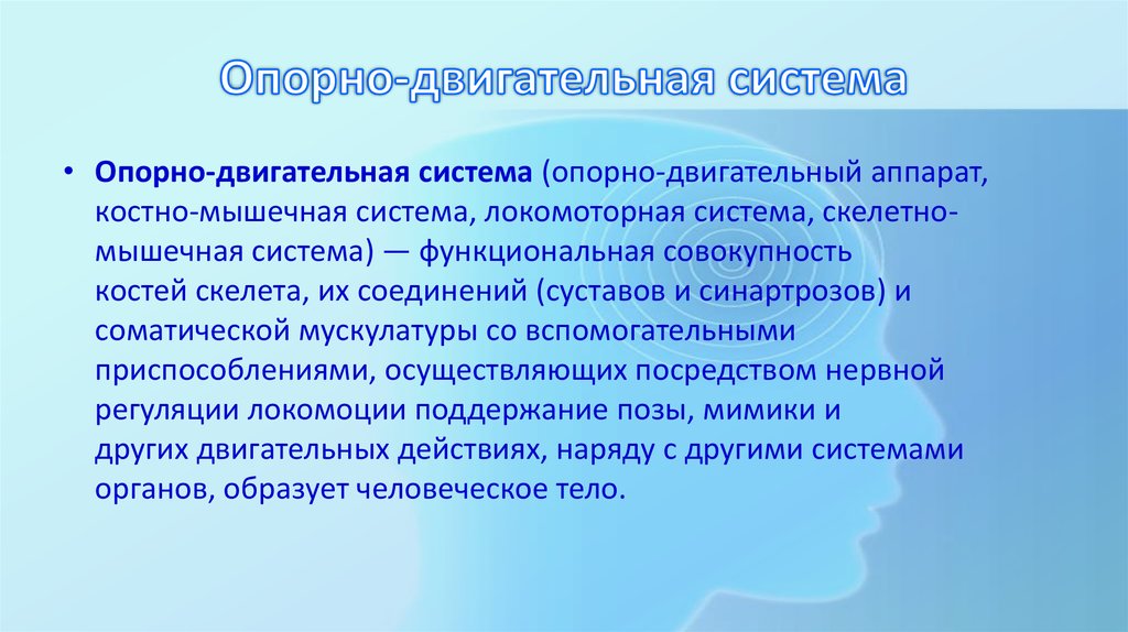 Опорно-двигательная система