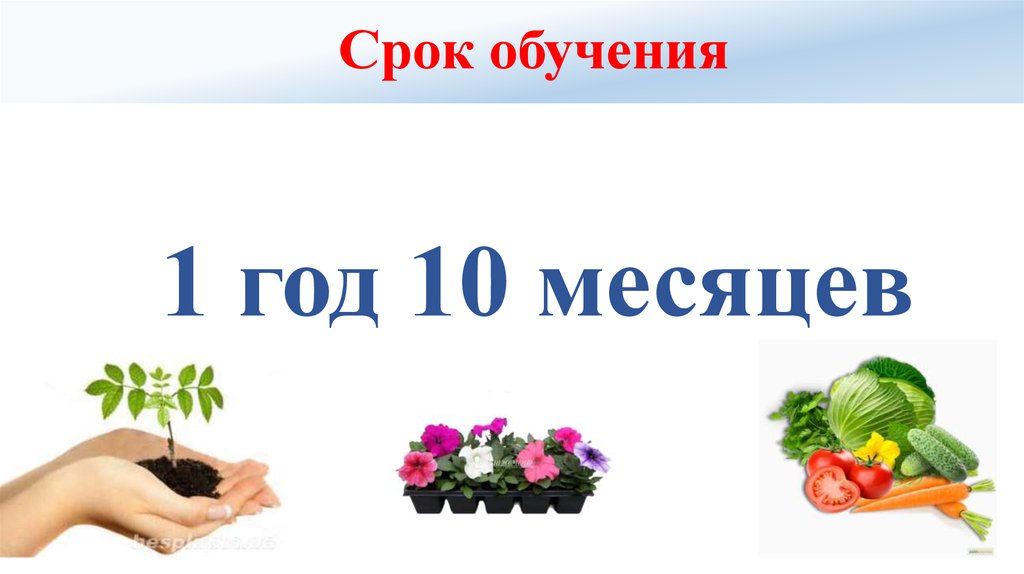 Срок обучения