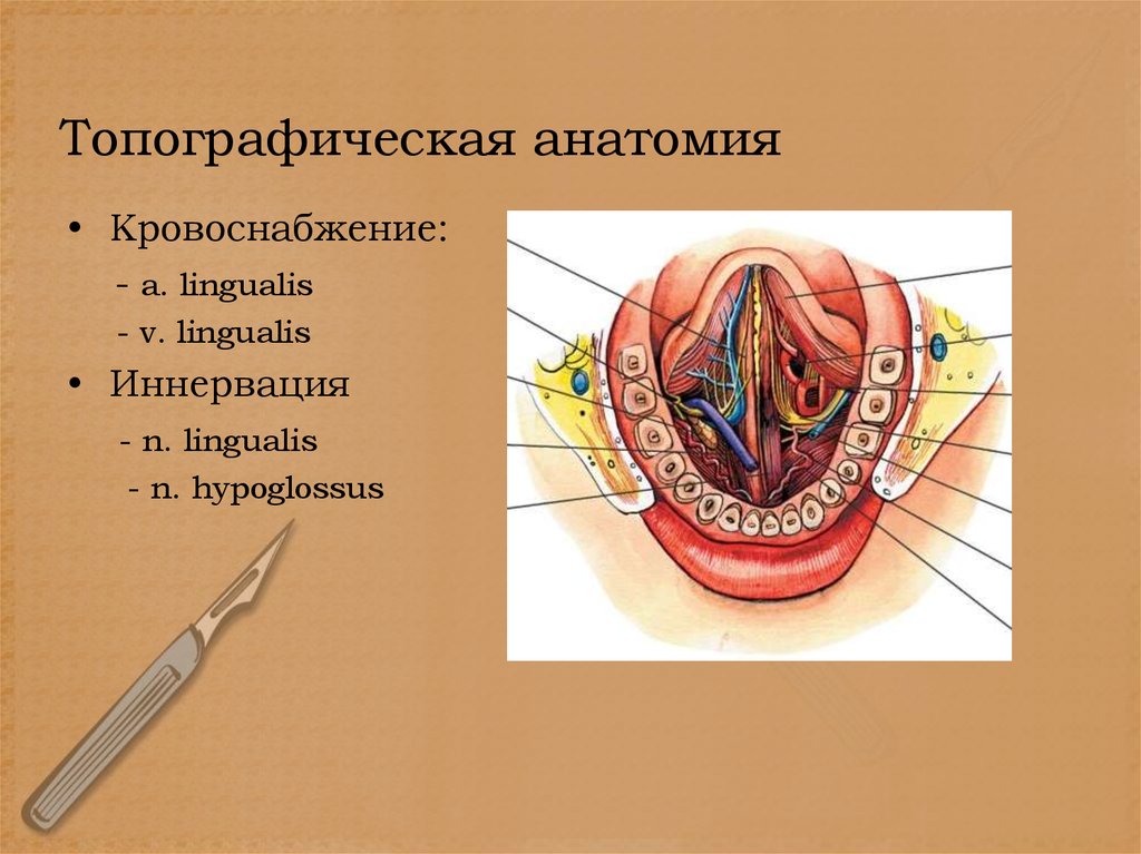 Топографическая анатомия
