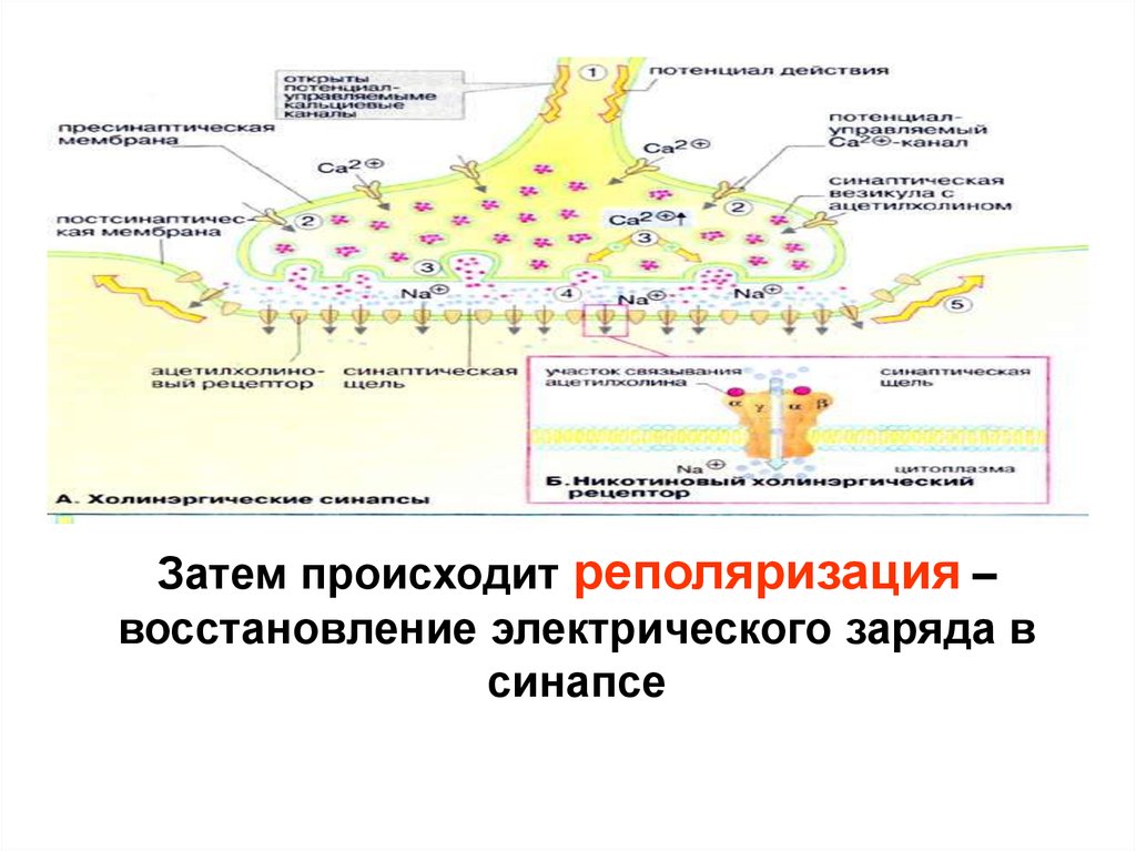 Затем происходит