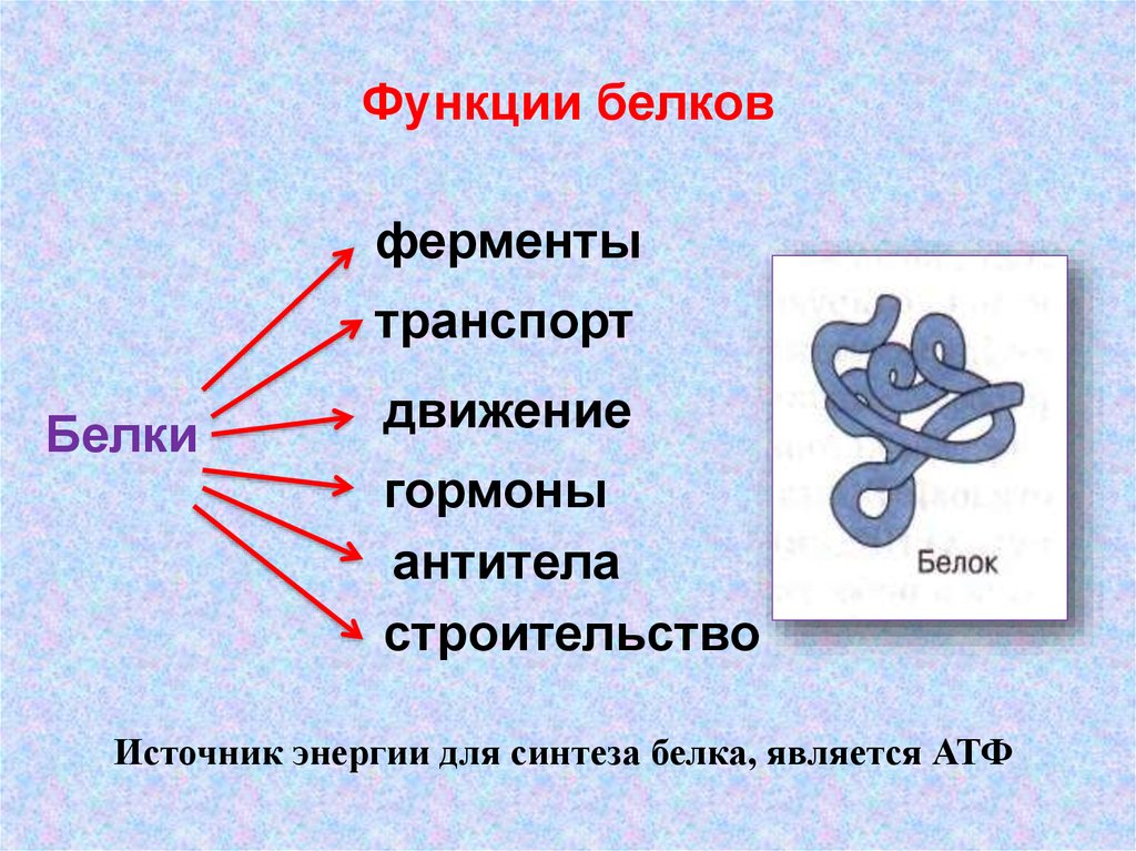 Биологическая функция белков презентация