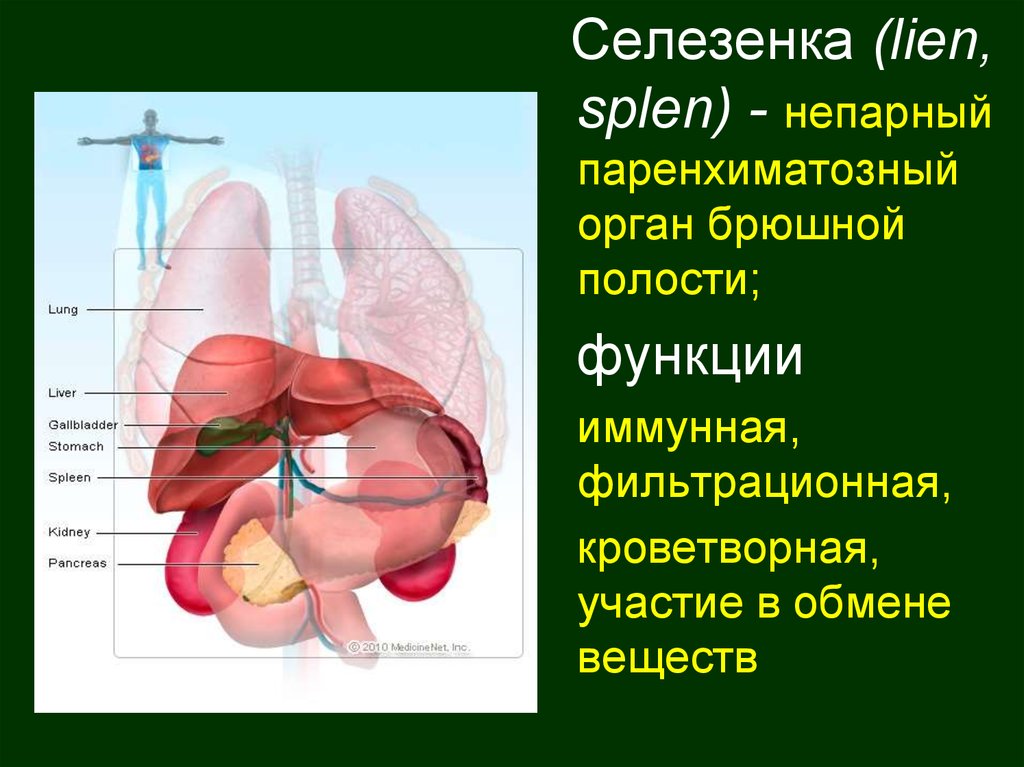 Селезенка орган пищеварительной системы. Селезенка паренхиматозный орган. Селезёнка поранхимтозный орган. Паренхиматозные органы брюшной полости. Легкие паренхиматозный орган.