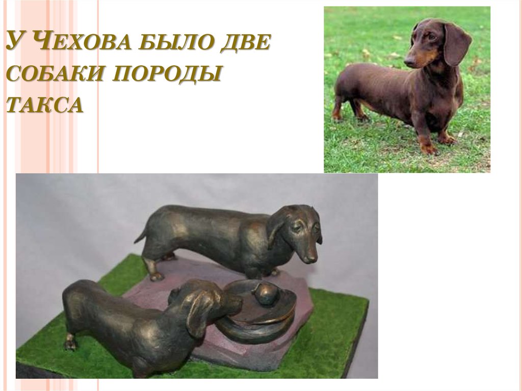 У Чехова было две собаки породы такса
