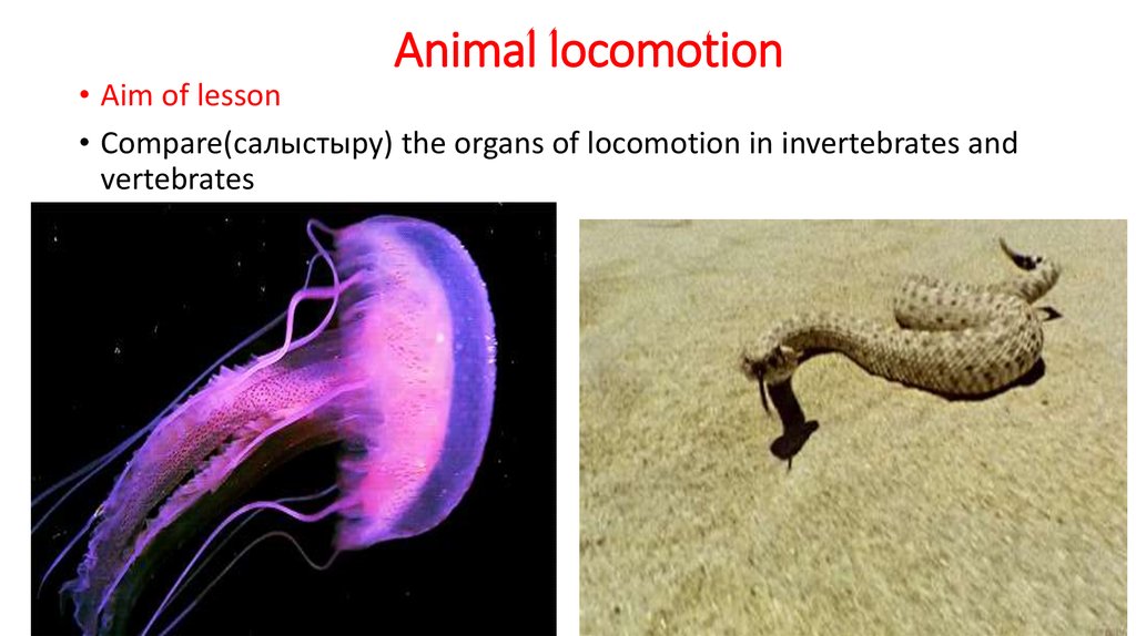 Animal locomotion - online presentation