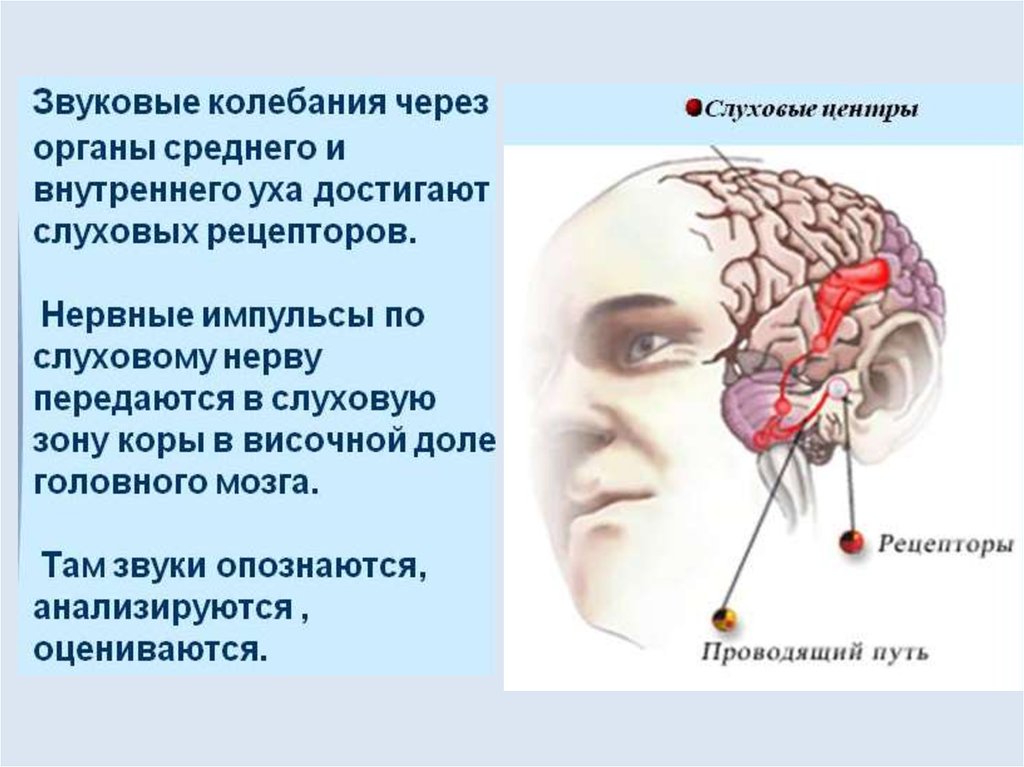 Нервные импульсы от рецепторов слуха. Нервные импульсы от рецепторов слуха поступают. Нервные импульсы от рецепторов слуха поступают в височную зону.