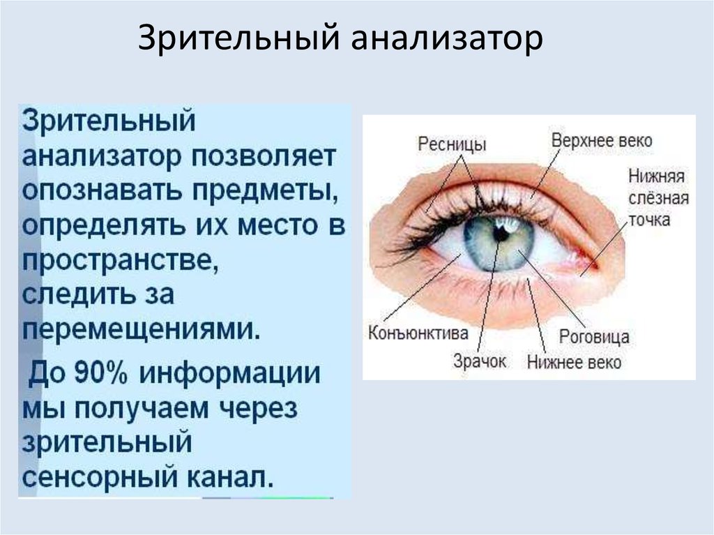 Глаза являются органом человека