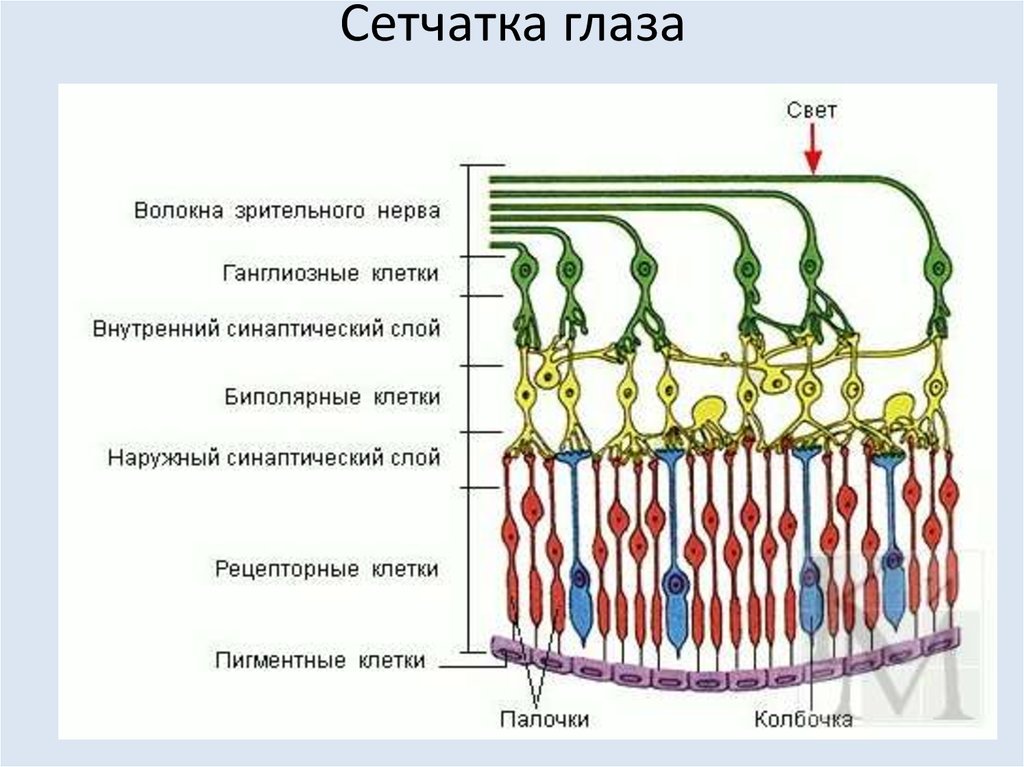 Что воспримут изображенные на рисунке рецепторные клетки свет звук