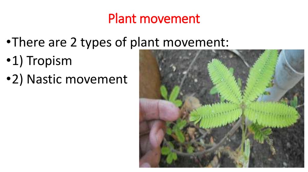Plant Movement Online Presentation