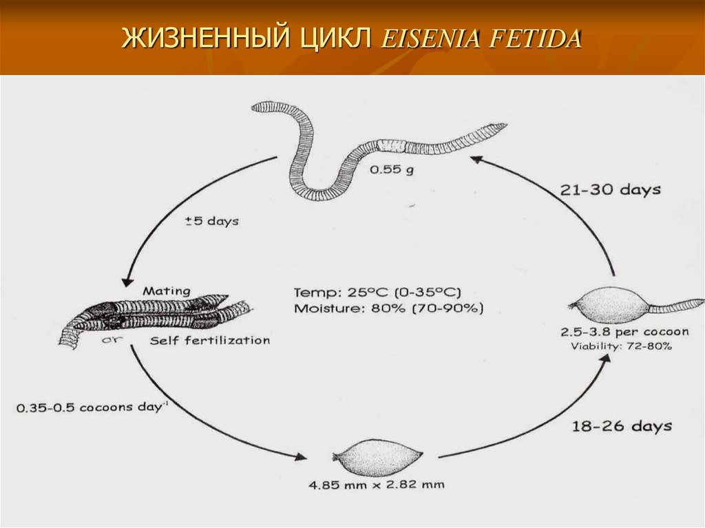 Эволюция червей схема