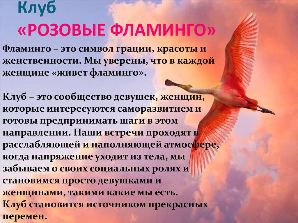 Фламинго сообщение