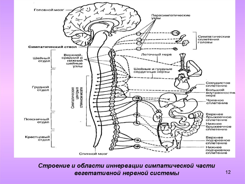Парасимпатическая часть вегетативной. Автономная нервная система: парасимпатическая система. Нервная система человека симпатическая и парасимпатическая. Сплетения парасимпатической нервной системы. Симпатическая нервная система анатомия схема.
