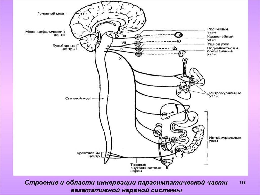 Парасимпатическая часть вегетативной. Схема строения парасимпатической нервной системы. Симпатическая нервная система анатомия схема. Парасимпатическая нервная система анатомия. Схема строения вегетативной нервной системы.