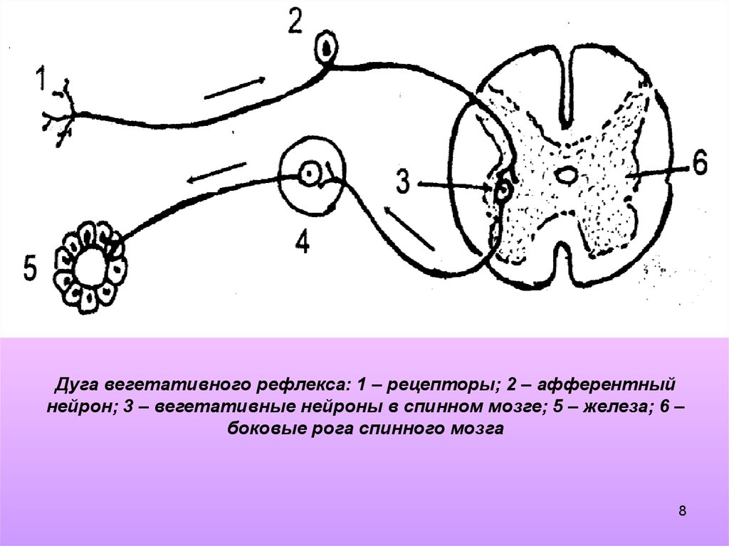 Двигательный вегетативный нейрон