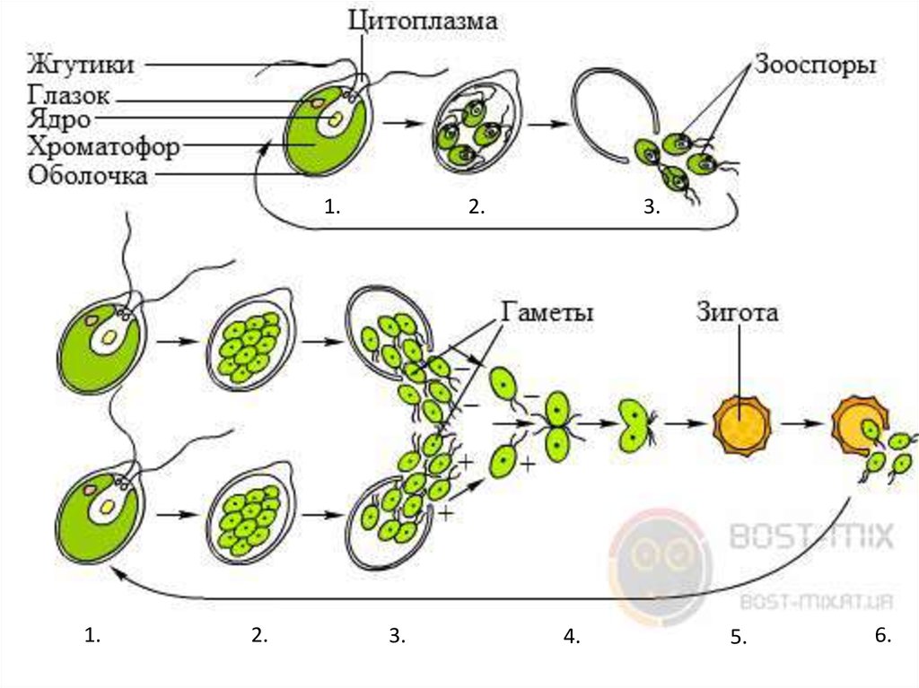 Стадии жизненного цикла зеленых водорослей. Жизненный цикл водорослей хламидомонада. Цикл размножения хламидомонады. Цикл развития развития хламидомонады. Жизненный цикл хламидомонады рисунок.