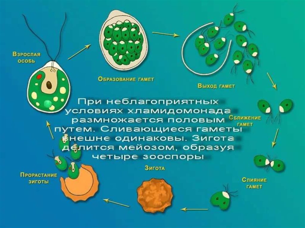 Используя рисунок процесса размножения хламидомонады объясните в чем сущность