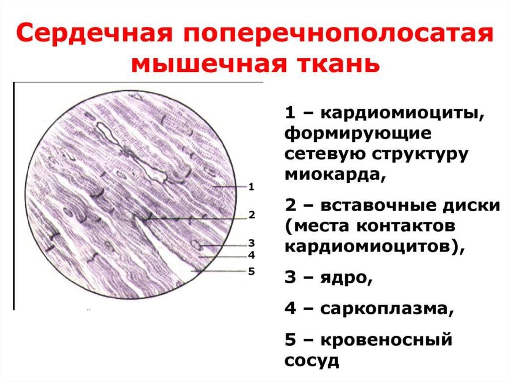 Схема строения вставочного диска