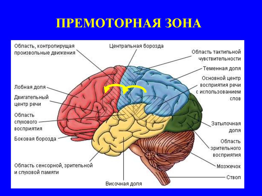 Нарушение коры полушарий. Премоторные отделы головного мозга. Премоторные и префронтальные отделы коры головного мозга.